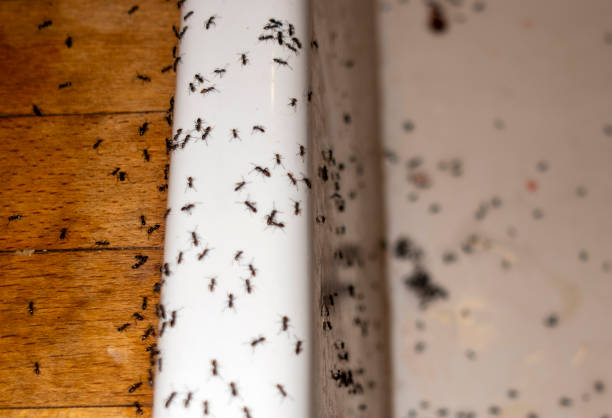 Best Exterminator Services  in Sedgwick, KS